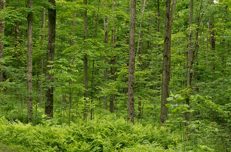 Photo of a green forest