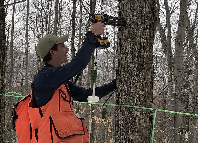 Photo of someone tapping a maple tree with the Precision Tapper
