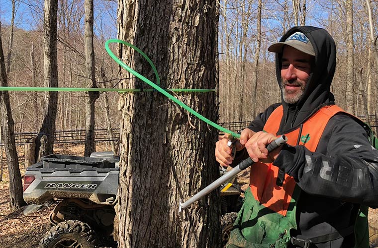Photo of someone tapping a maple tree at the end of the season