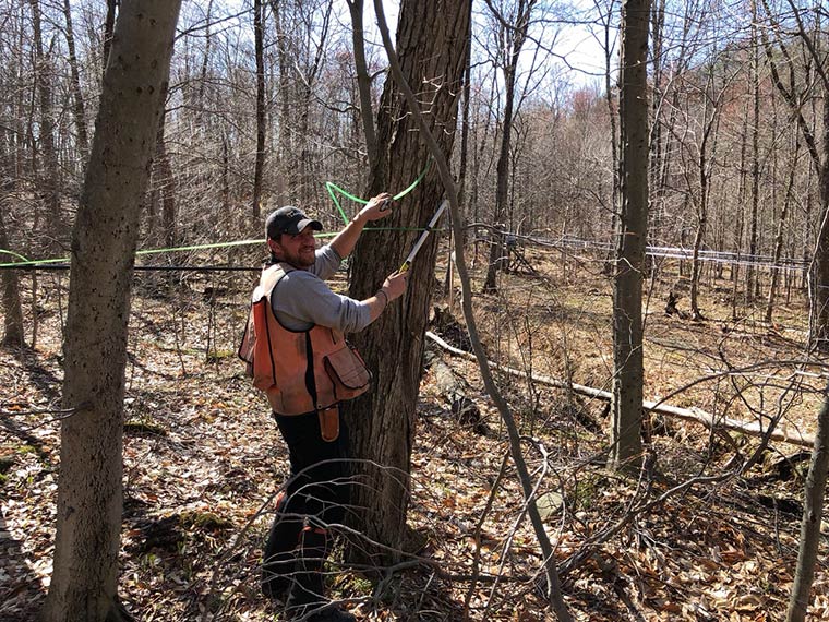 Photo of someone tapping a maple tree at the end of the season