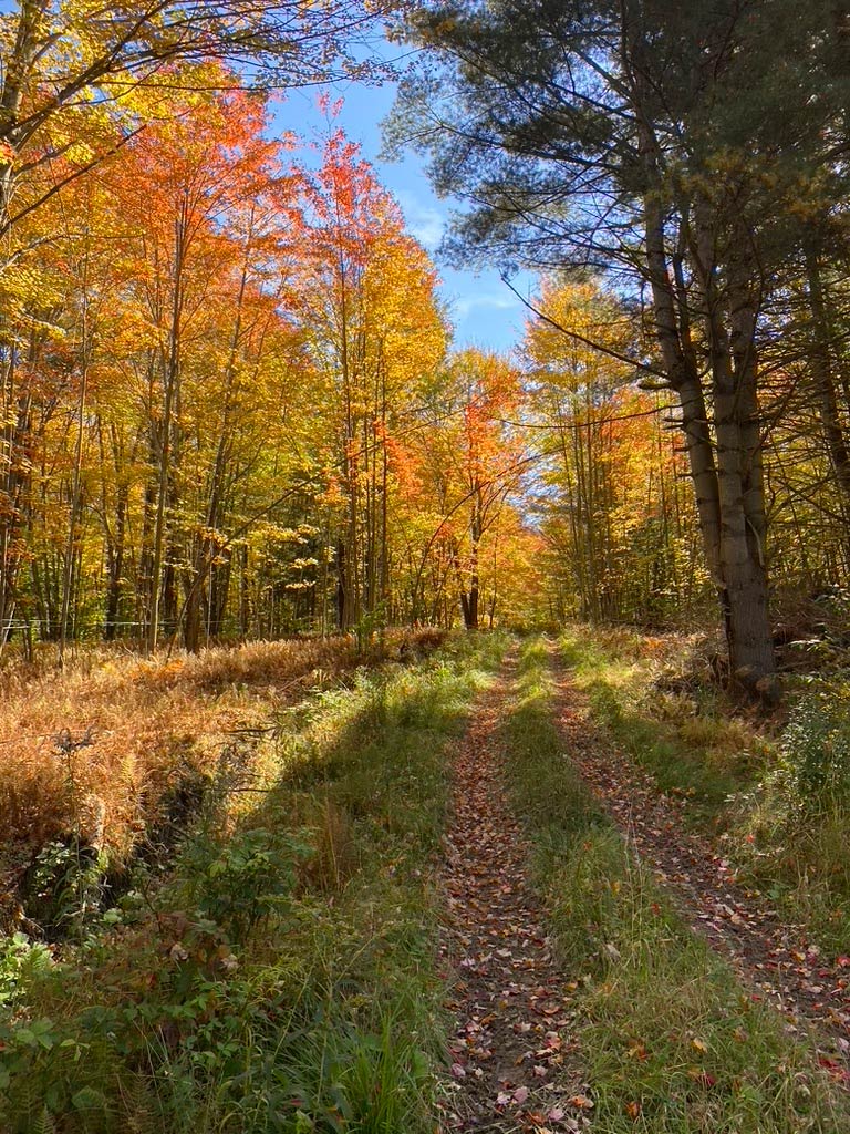 Red and orange maple leaves show through in a fall photo of the sugar woods