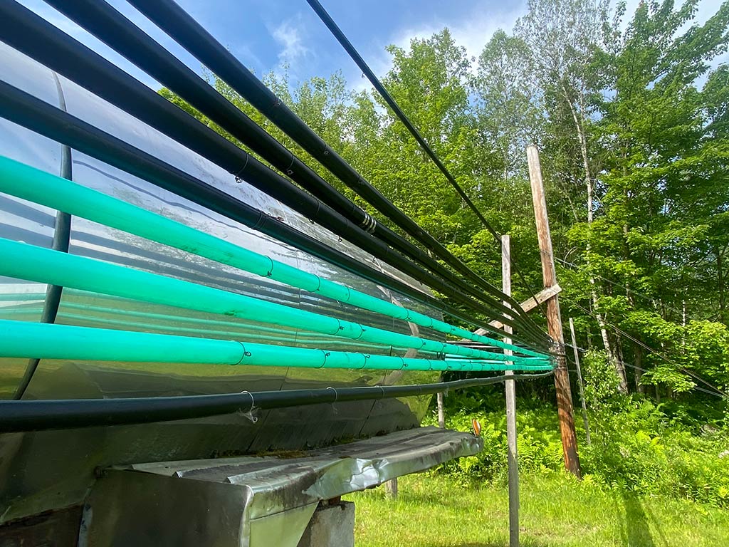 Photo shows plastic tubing used to carry sap to a collection station